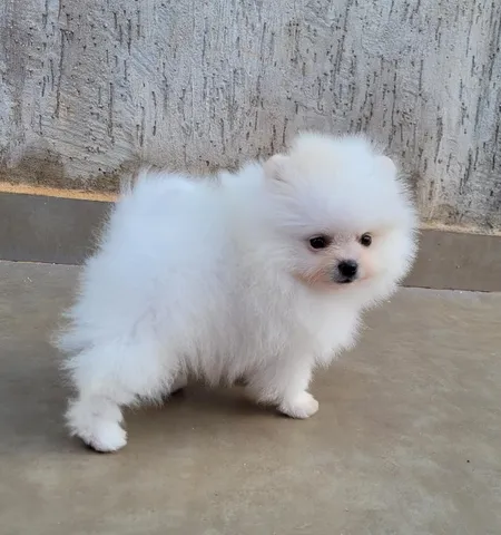 Spitz Alemão ( Lulu da Pomerânia) Anão macho - Pedigree CBKC - 12x sem juros