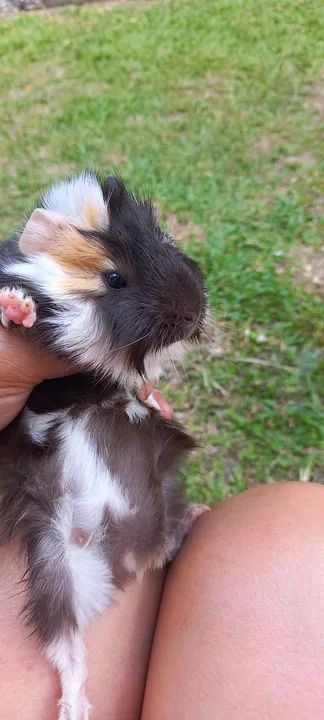 LINDOS FILHOTES DE PORQUINHO DA ÍNDIA  - Foto 3