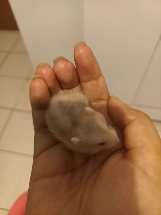 Hamster anão russo  - Foto 4