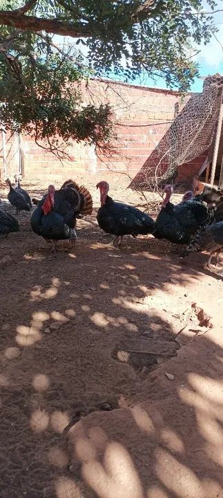 Vende-se perus Angola galinha da Angola - Foto 4