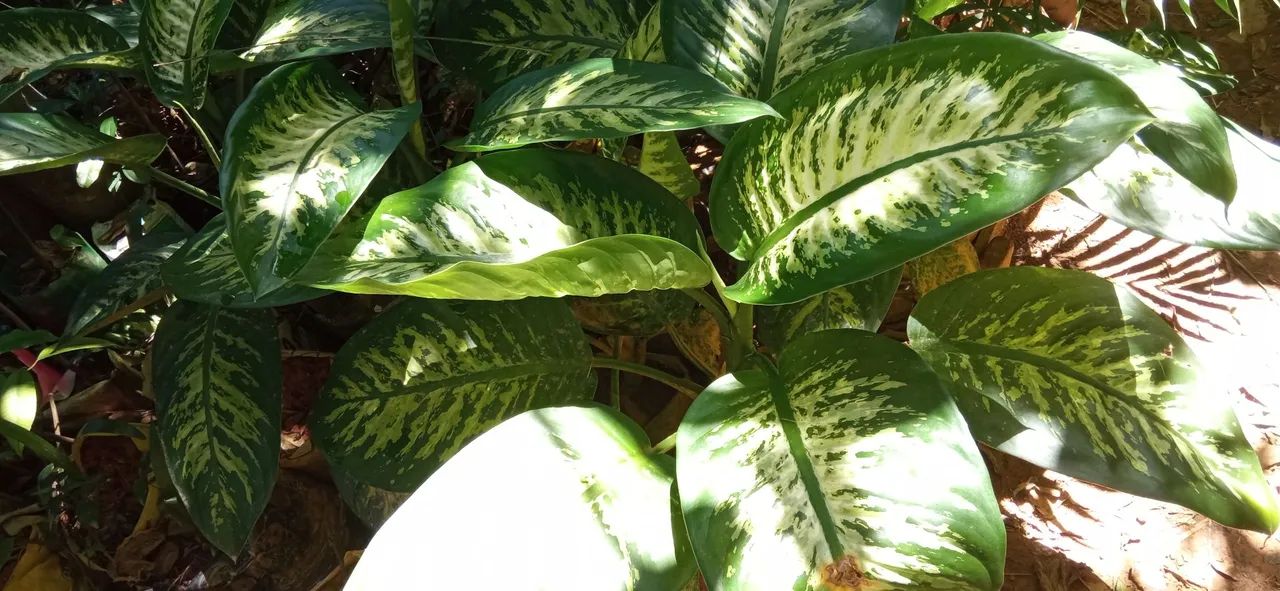 Vendo mudas de comigo ninguém pode. - Foto 3