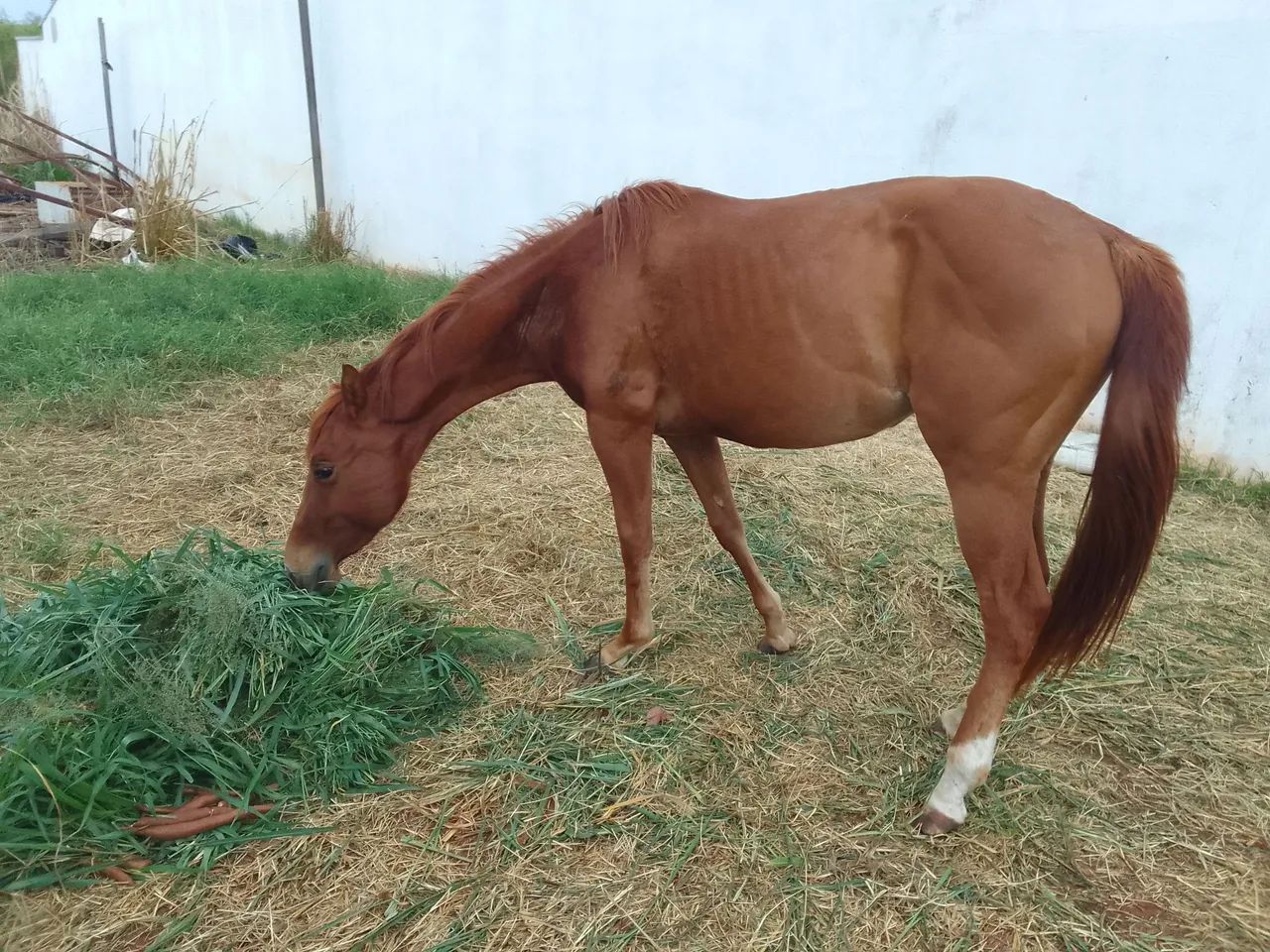 Égua Quarto de Milha para venda
