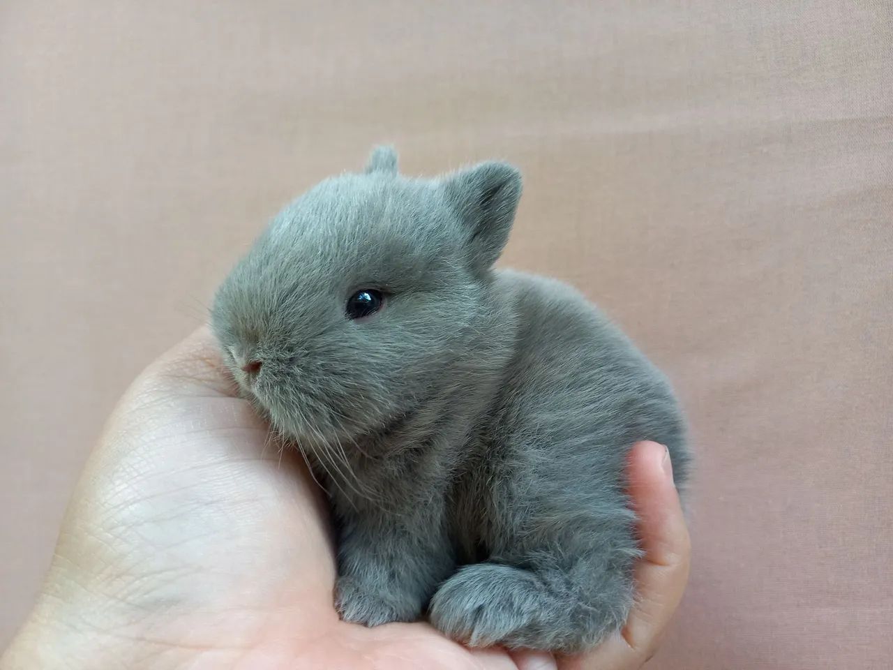 Coelho Anão Netherland Dwarf 