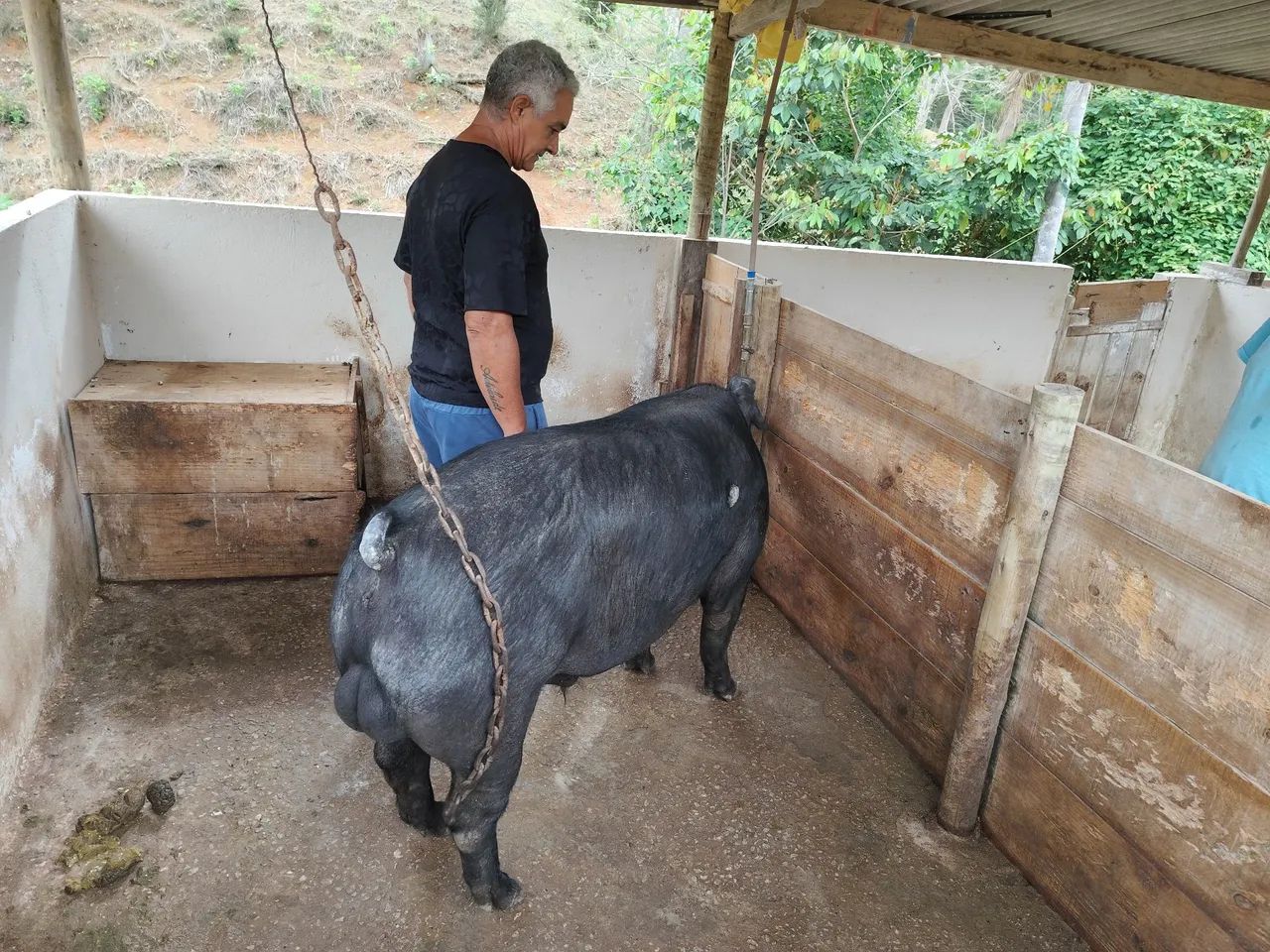 Porca adulta  - Foto 3