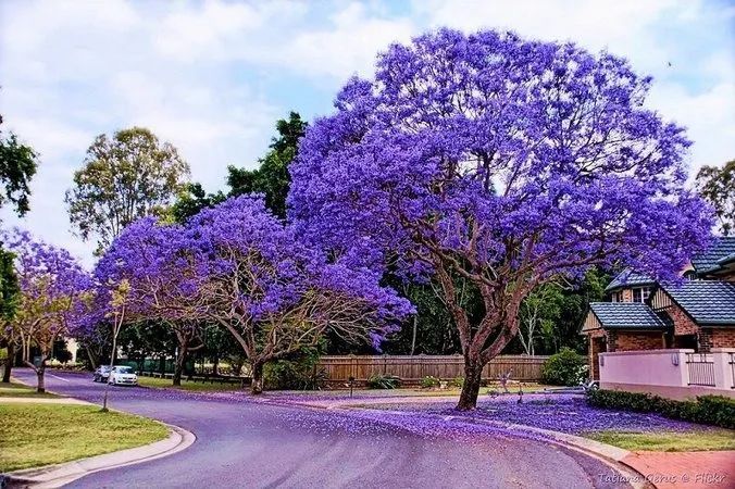  Jacarandá-mimoso ( Jacaranda mimosifolia) -vendo mudas - Foto 2