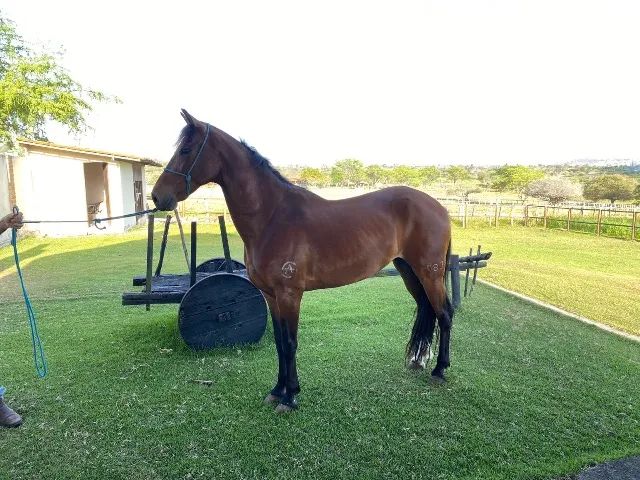 Cavalo Mangalarga Puro Sangue - Foto 2
