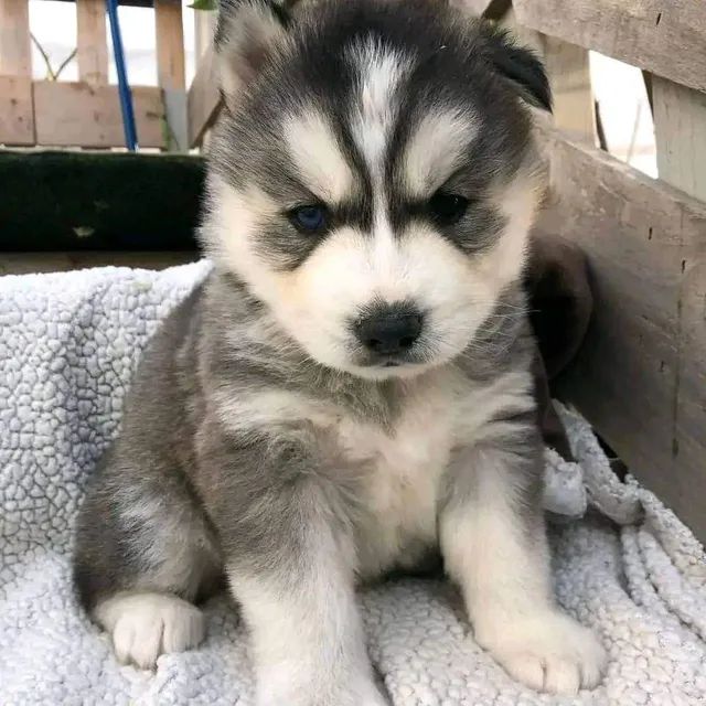 Siberian sales husky olx