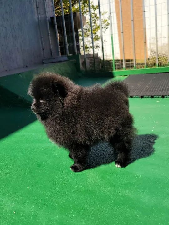 Spitz Alemão - Lulu da Pomerânia - FÊMEA - Pedigree CBKC - 10x s/ juros com Garantia - Foto 3