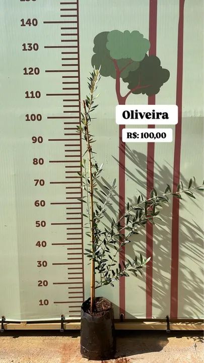 Muda de Oliveira com 1 metro 