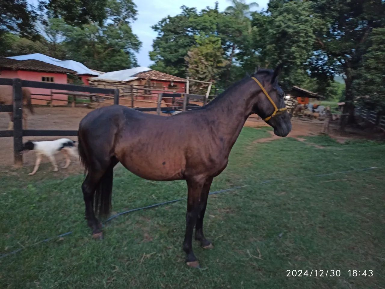 Potro Mangalarga Marchador - Foto 4