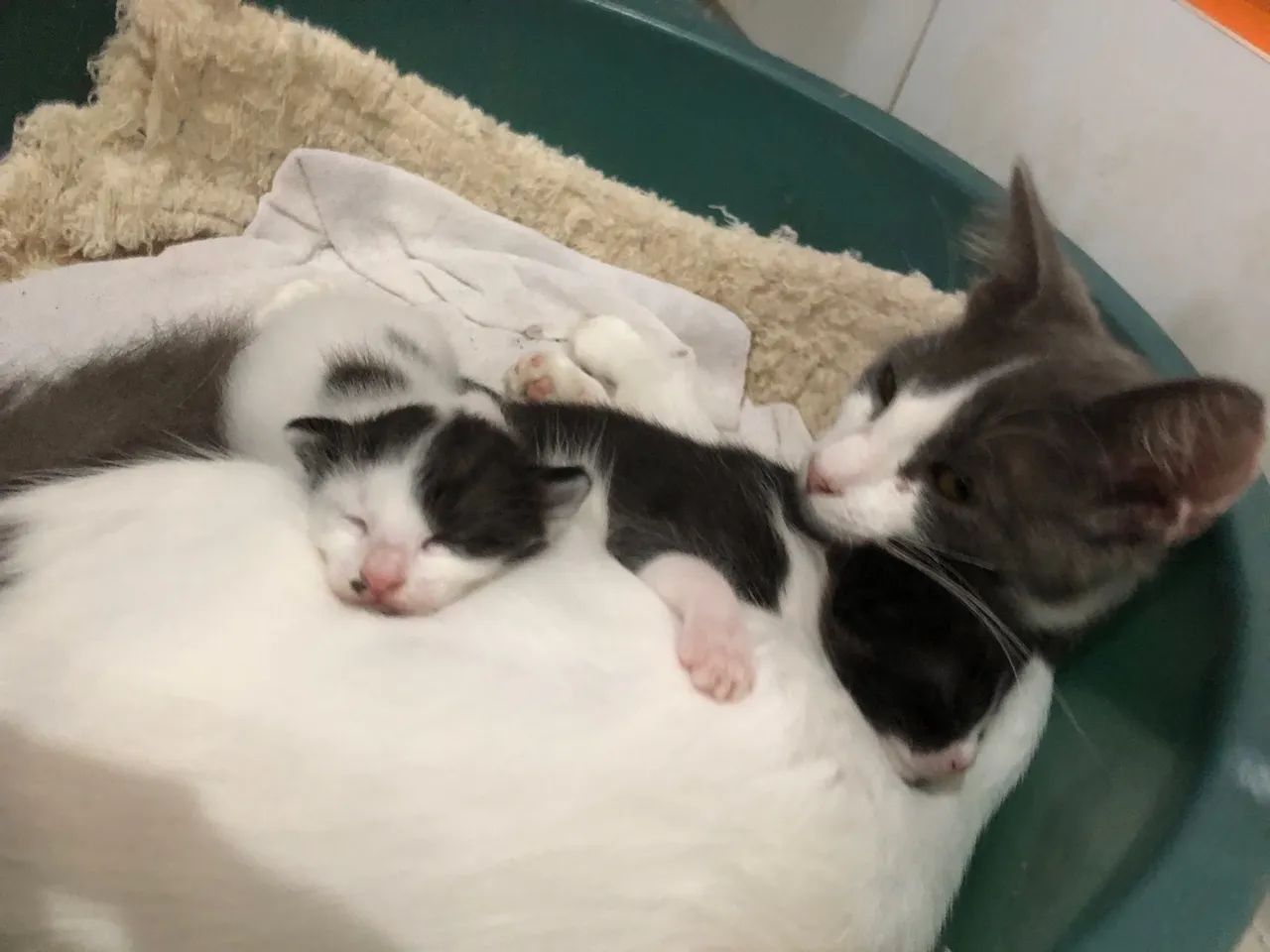 Gatinhos para adoção (1 macho e 1 fêmea) - Foto 4