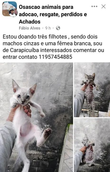 Varios gatos filhotes e adultos para adoção  - Foto 3