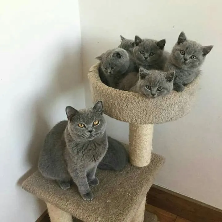 Gatinhos British Shorthair Cinza - Havila filhotes