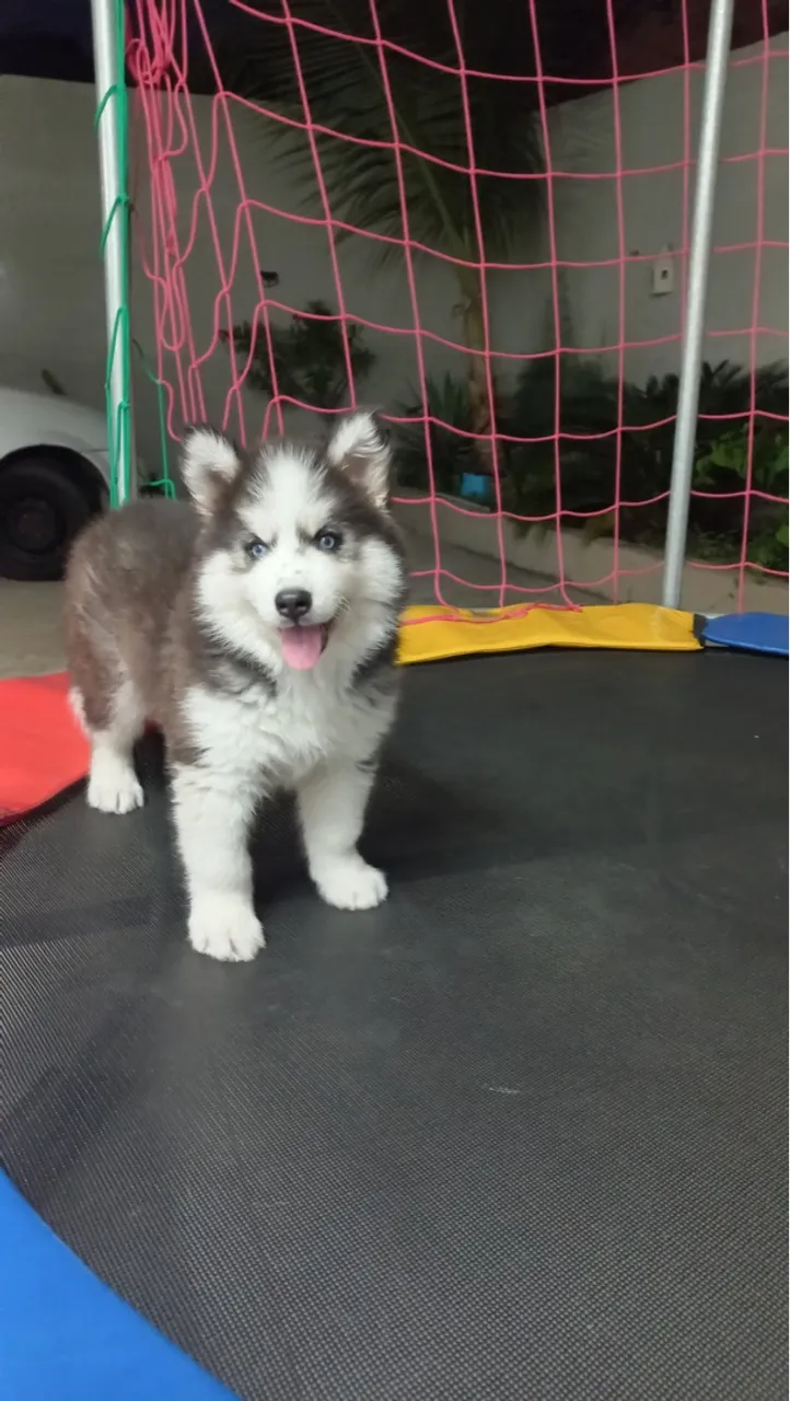 Husky Siberiano