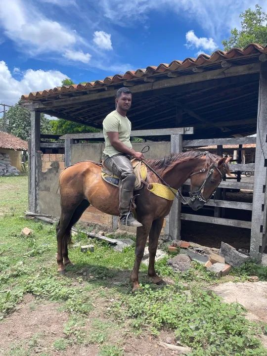 Égua quarto de milha 