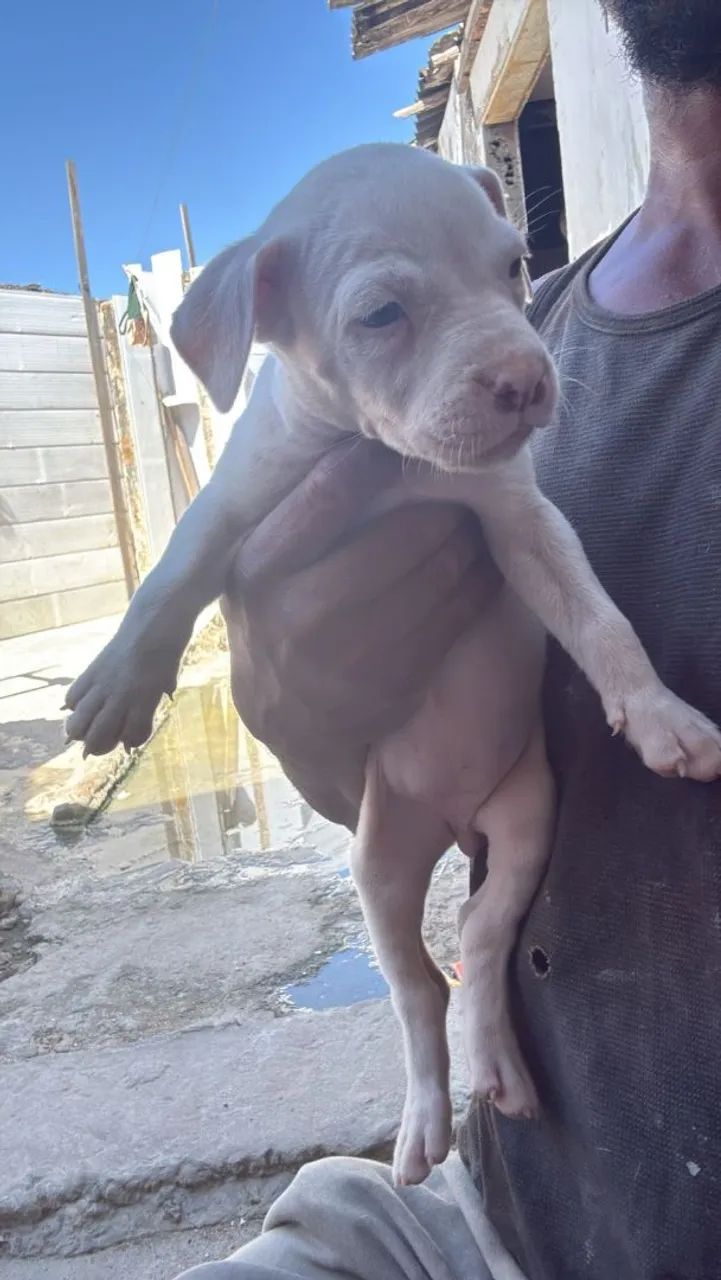 Filhotes lindos Pitbull 