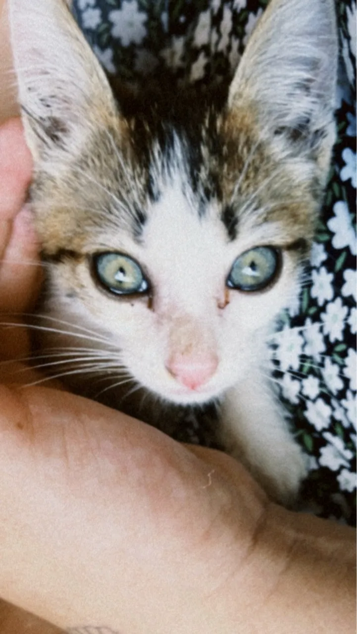 Gatinho filhote para adoção responsável