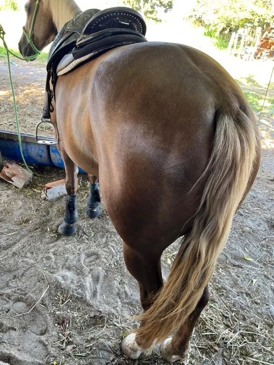 ÉGUA PALOMINA DE ESTEIRA ( Oportunidade ) - Foto 3