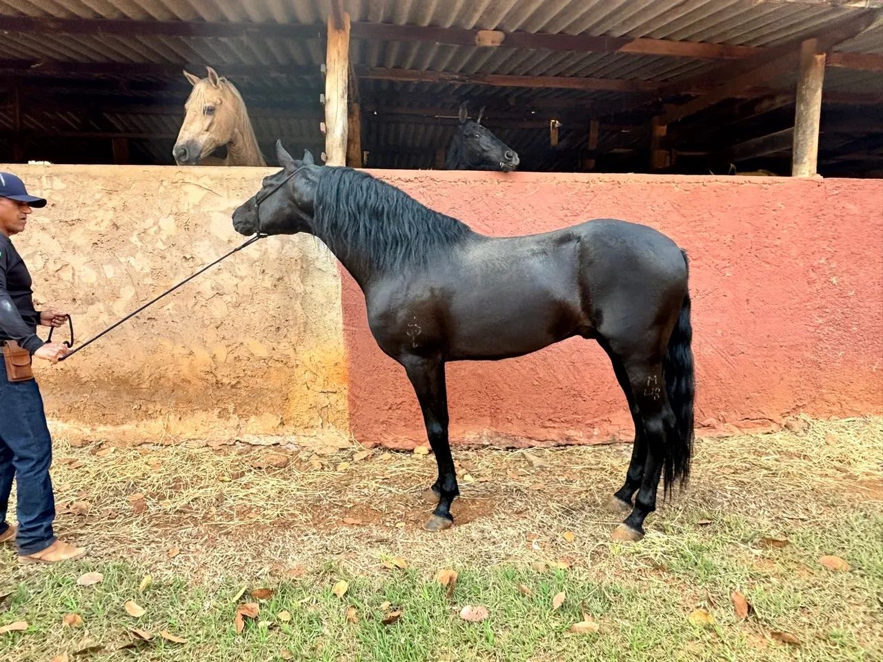 Garanhão Mangalarga Marchador Preto - Foto 6