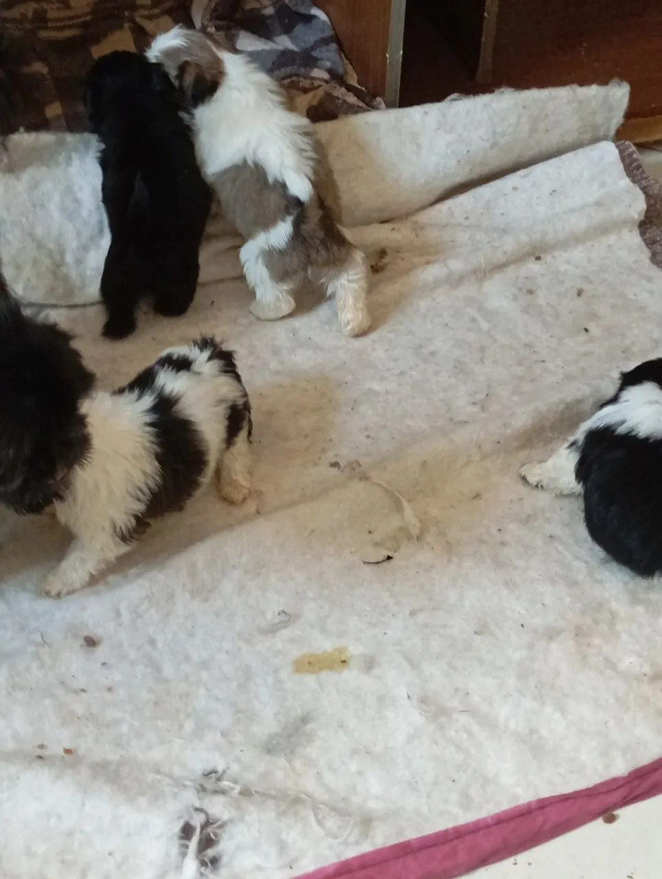 Filhotes de Shih Tzu adoráveis
