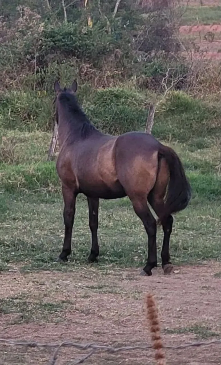 Égua Mangalarga Marchador