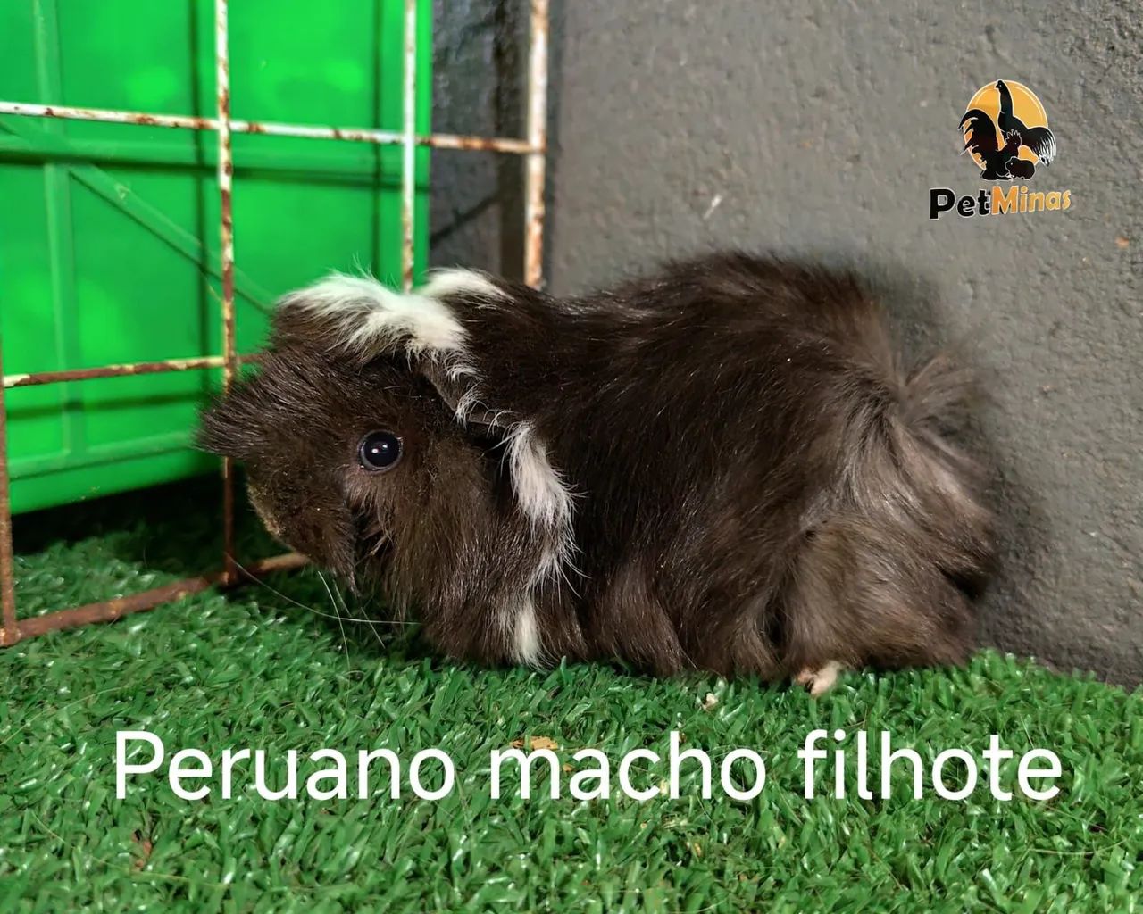 Porquinho da Índia Peruano Macho - Foto 2