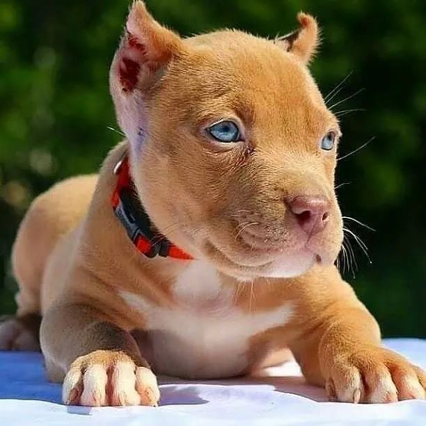 Filhote Pitbull com Olhos Azuis o olhar do poder 