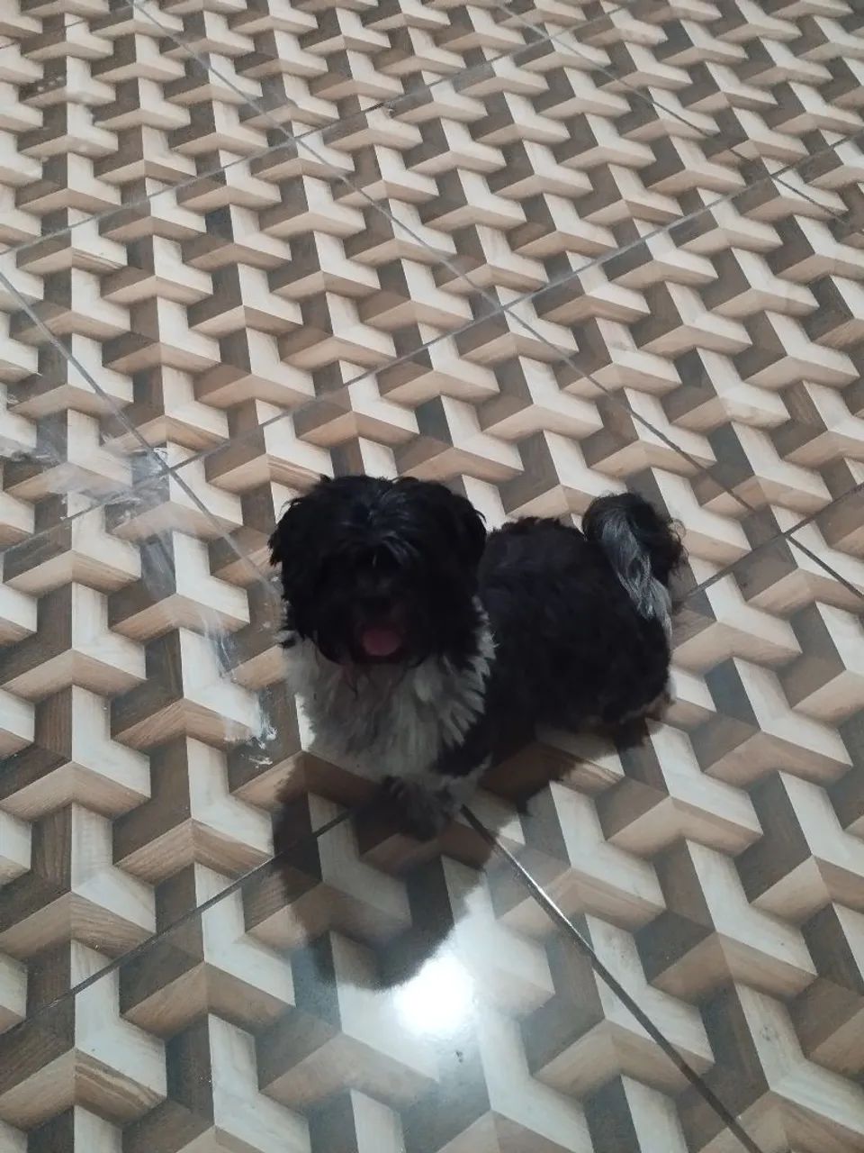 Procura-se dono de Shih Tzu perdido no bairro Coqueiros 