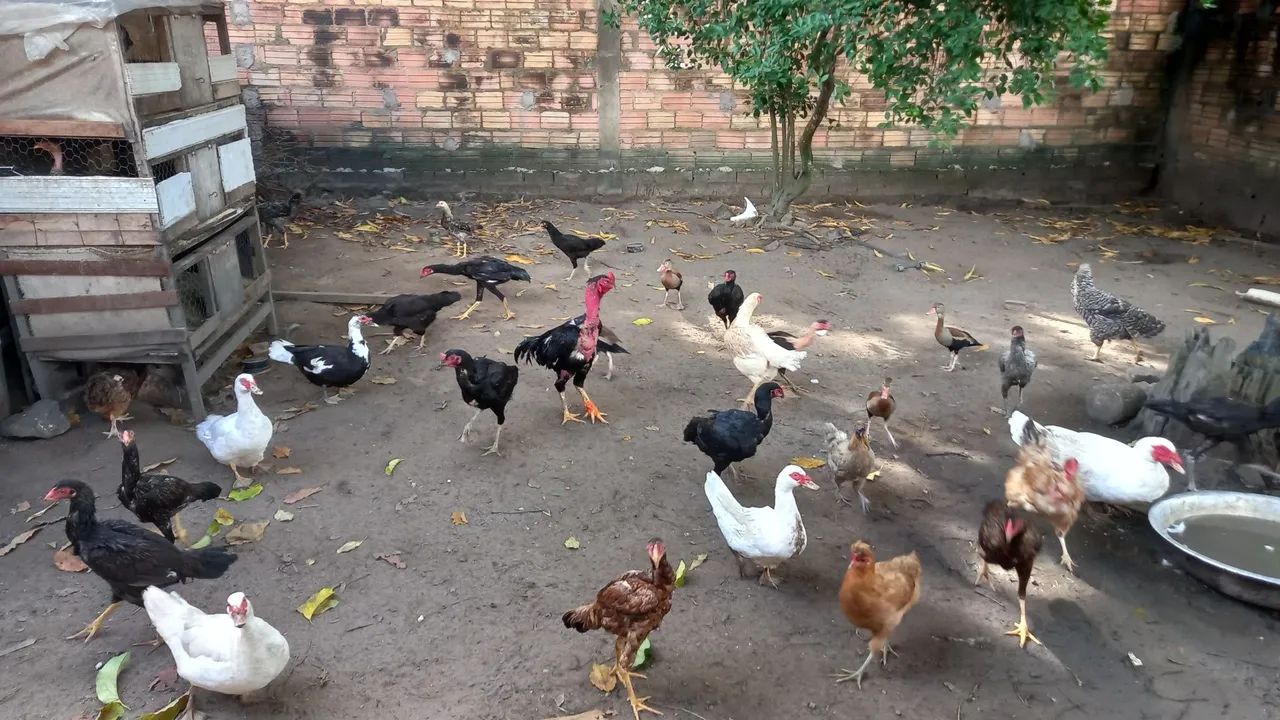 Galinhas e Patos - Foto 2