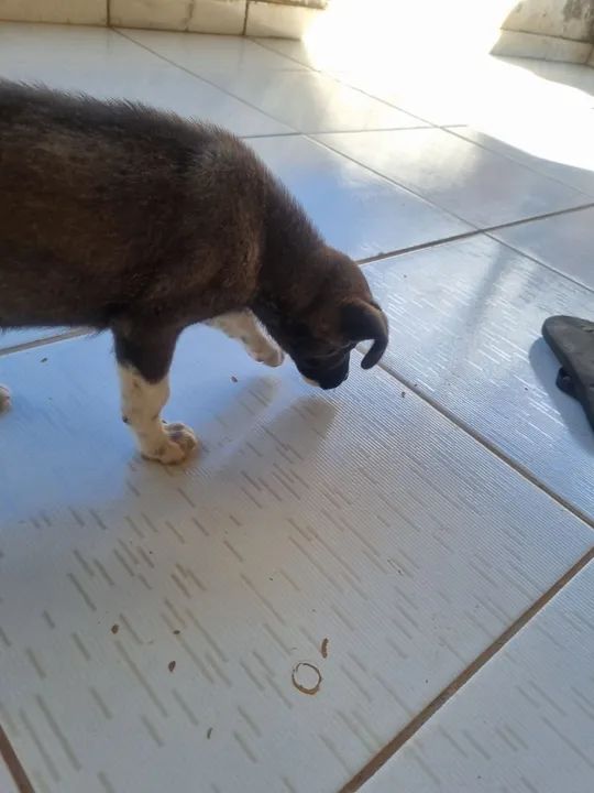 Doa-se Filhote de Husky  - Foto 3