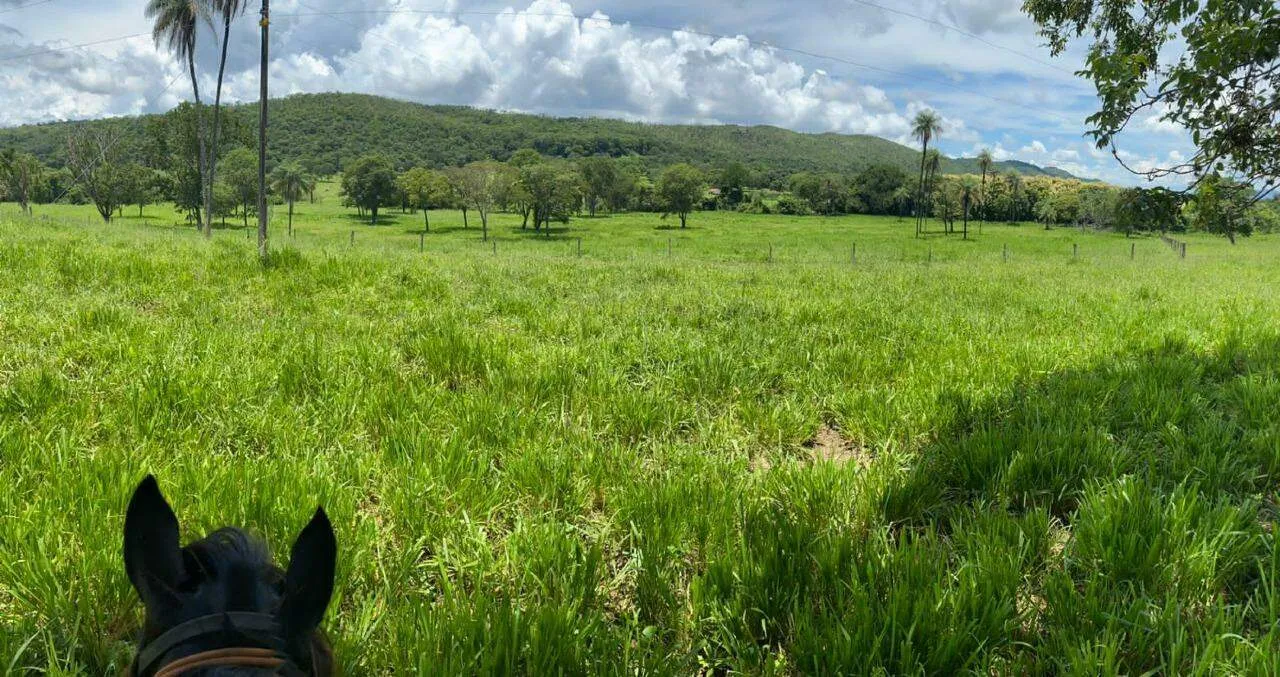 Imobiliária Setor Bosque -Fazenda Setor Bosque à venda