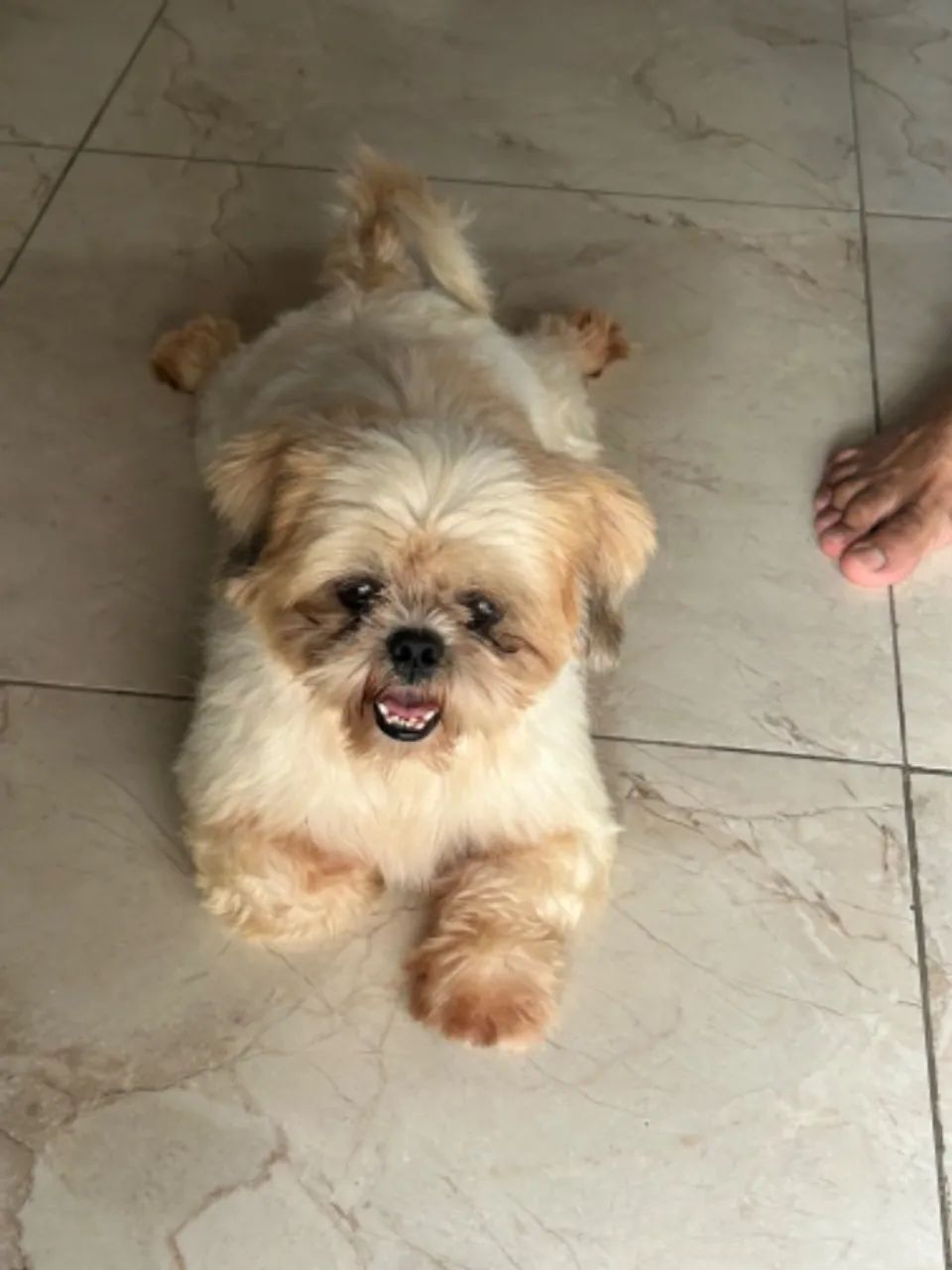 Filhotes de shih-tzu disponível a venda - Foto 5