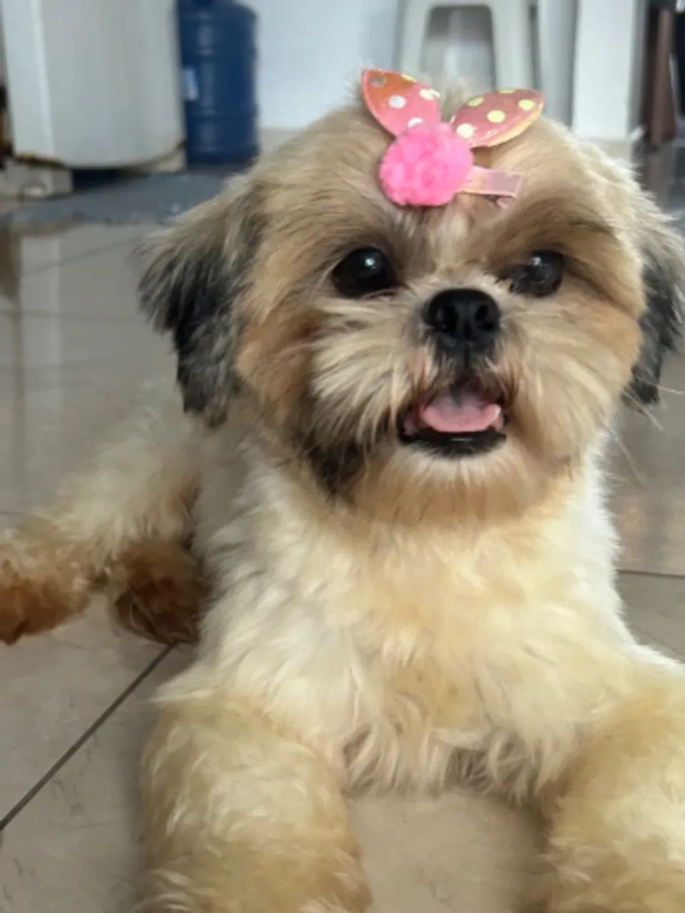 Filhotes de shih-tzu disponível a venda - Foto 4