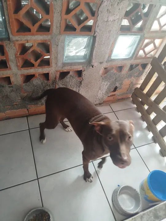 Filhote de Pitbull disponível para adoção - Foto 3