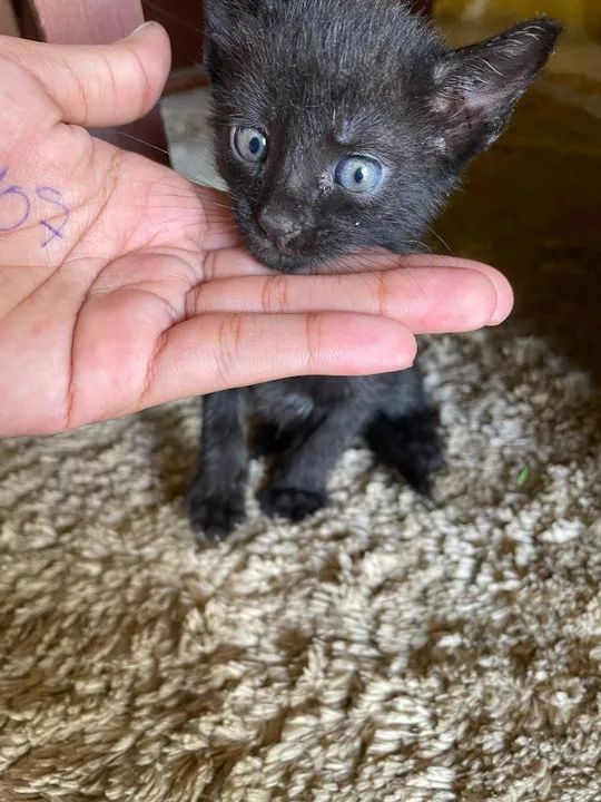 Gatinhos fofinhos para adoção - Foto 6