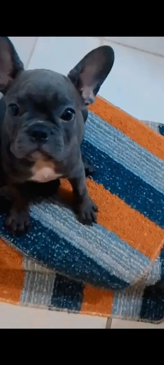 Filhote de Bulldog Francês Azul - Foto 2