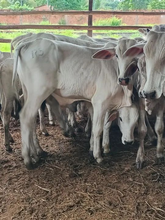 Vendo bezerros nelore  - Foto 5
