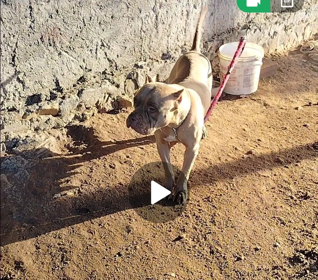 Pitbull cadela registrada