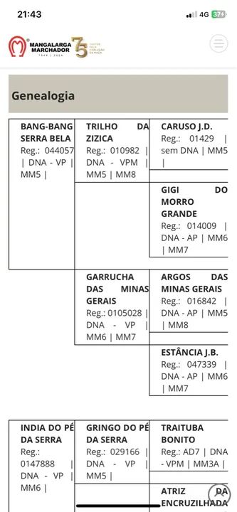 Mangalarga Marchador: original do Pé da Serra - Foto 2