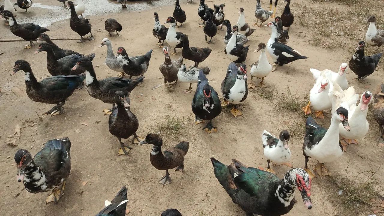 Patos Lindos para Venda