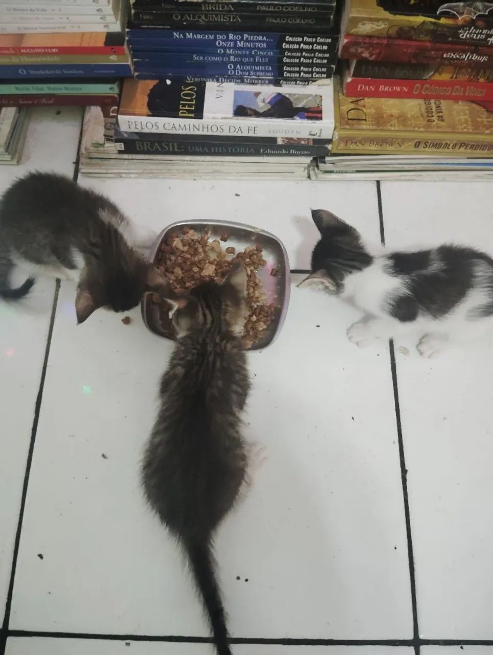 Gatinhas para adoção  - Foto 4