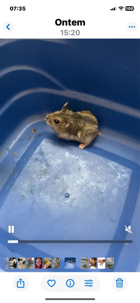 Filhotes Hamster Anão Russo SOMENTE RSAIS INTERESSADOS 
