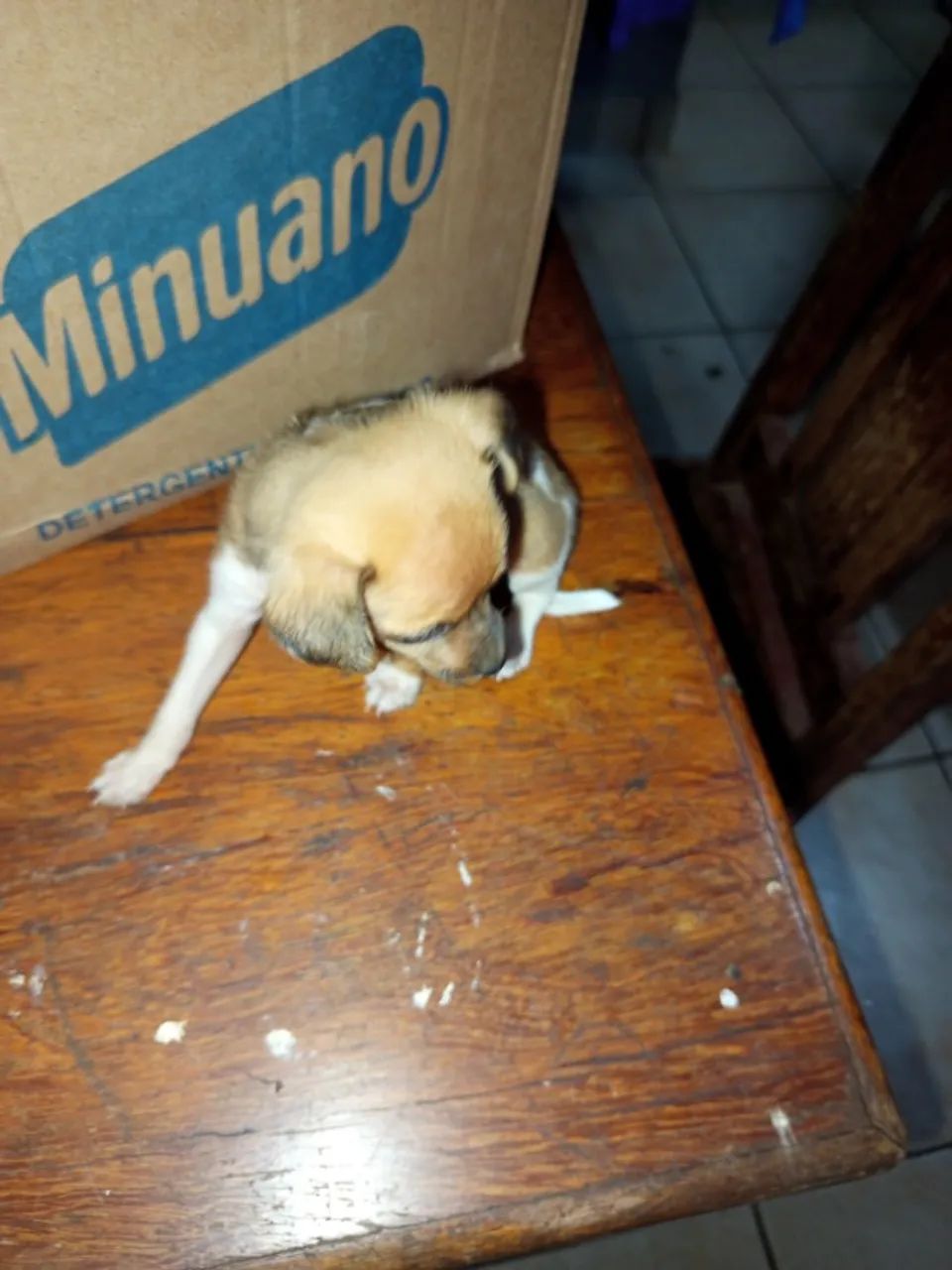 Vende-se pinscher  - Foto 5