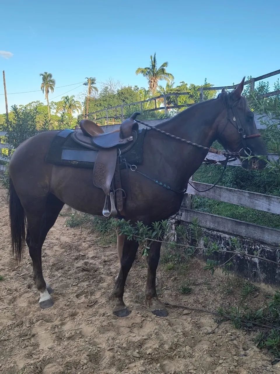 Quarto de milha P.O - Foto 5