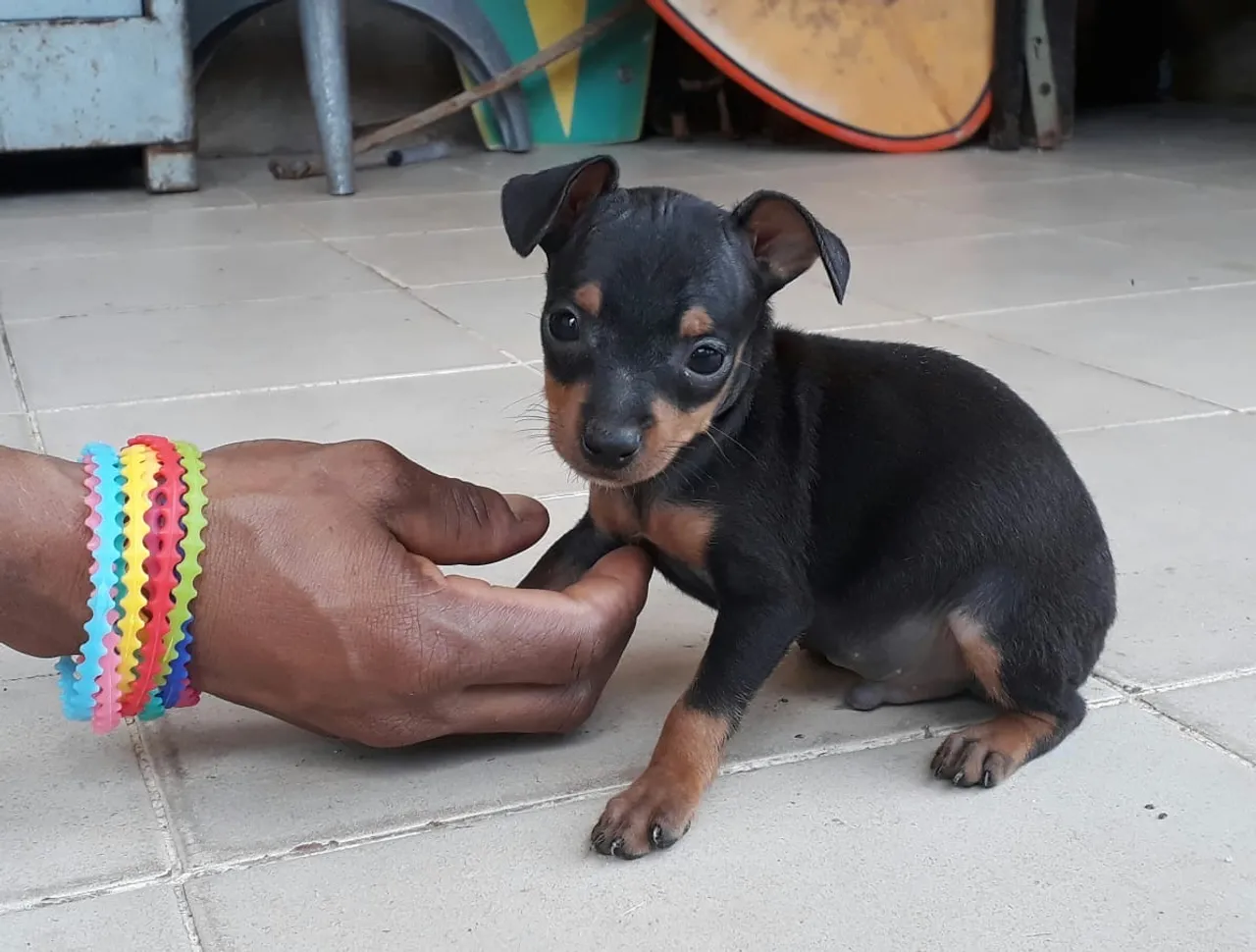 Filhote de Pinscher