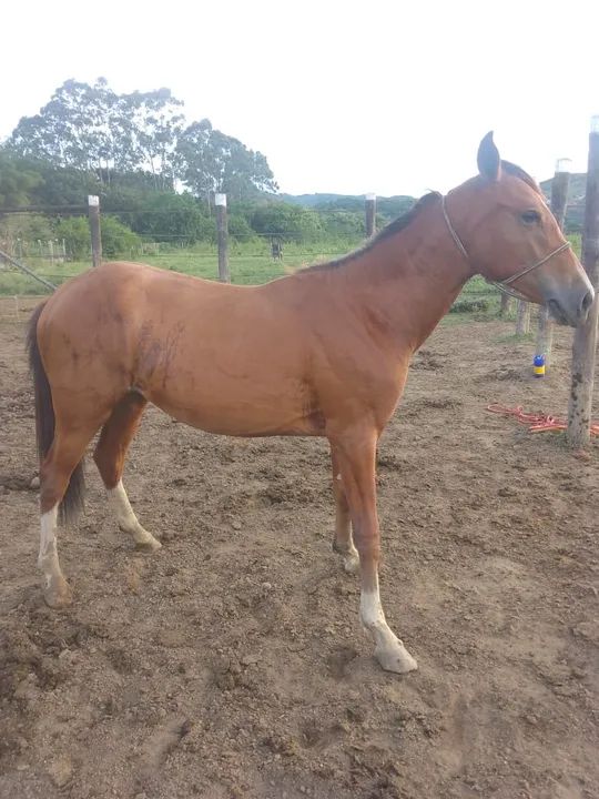 Égua manga larga castanha (polda )