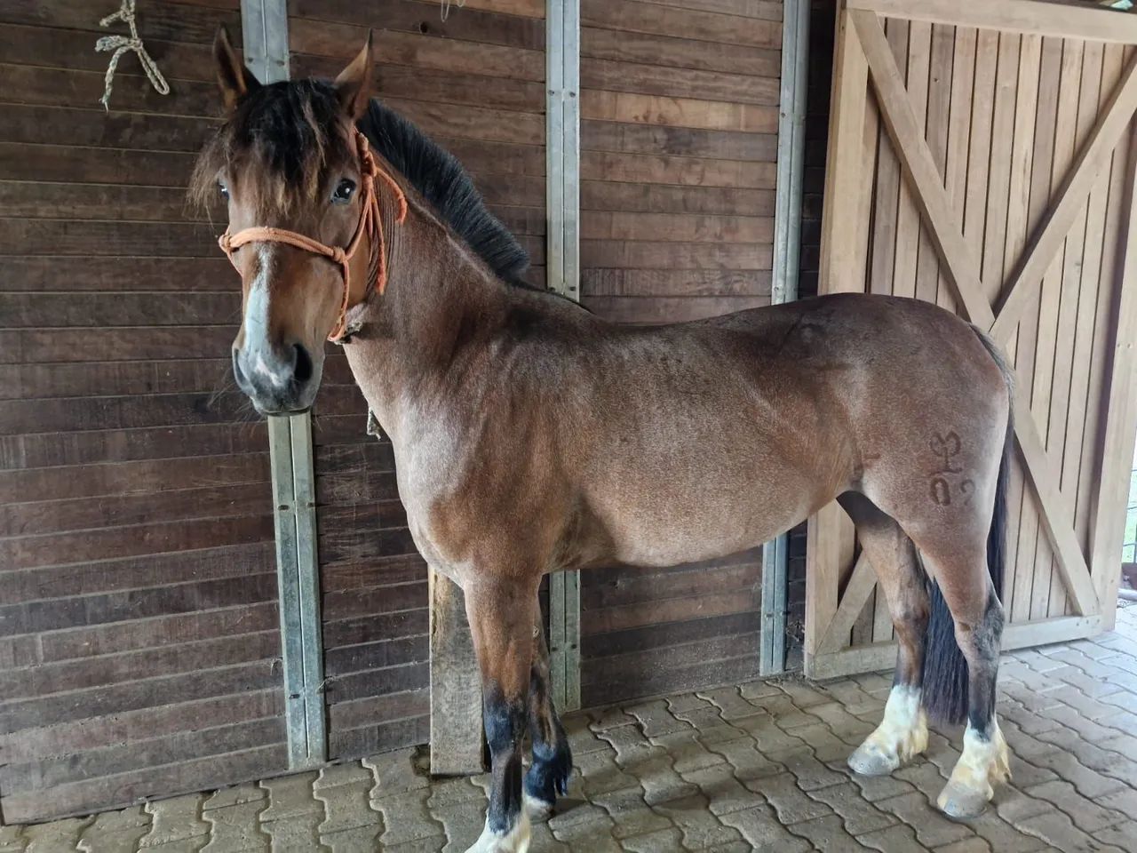 Égua criola - Foto 2