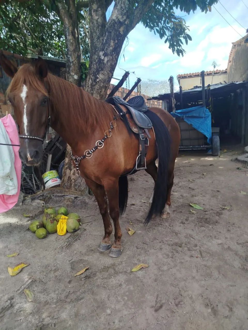 Cavalo alazam - Foto 6