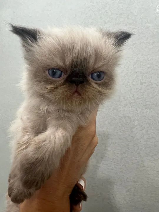 Filhotinhos com olhos azuis lindos disponíveis para entrega - Foto 5