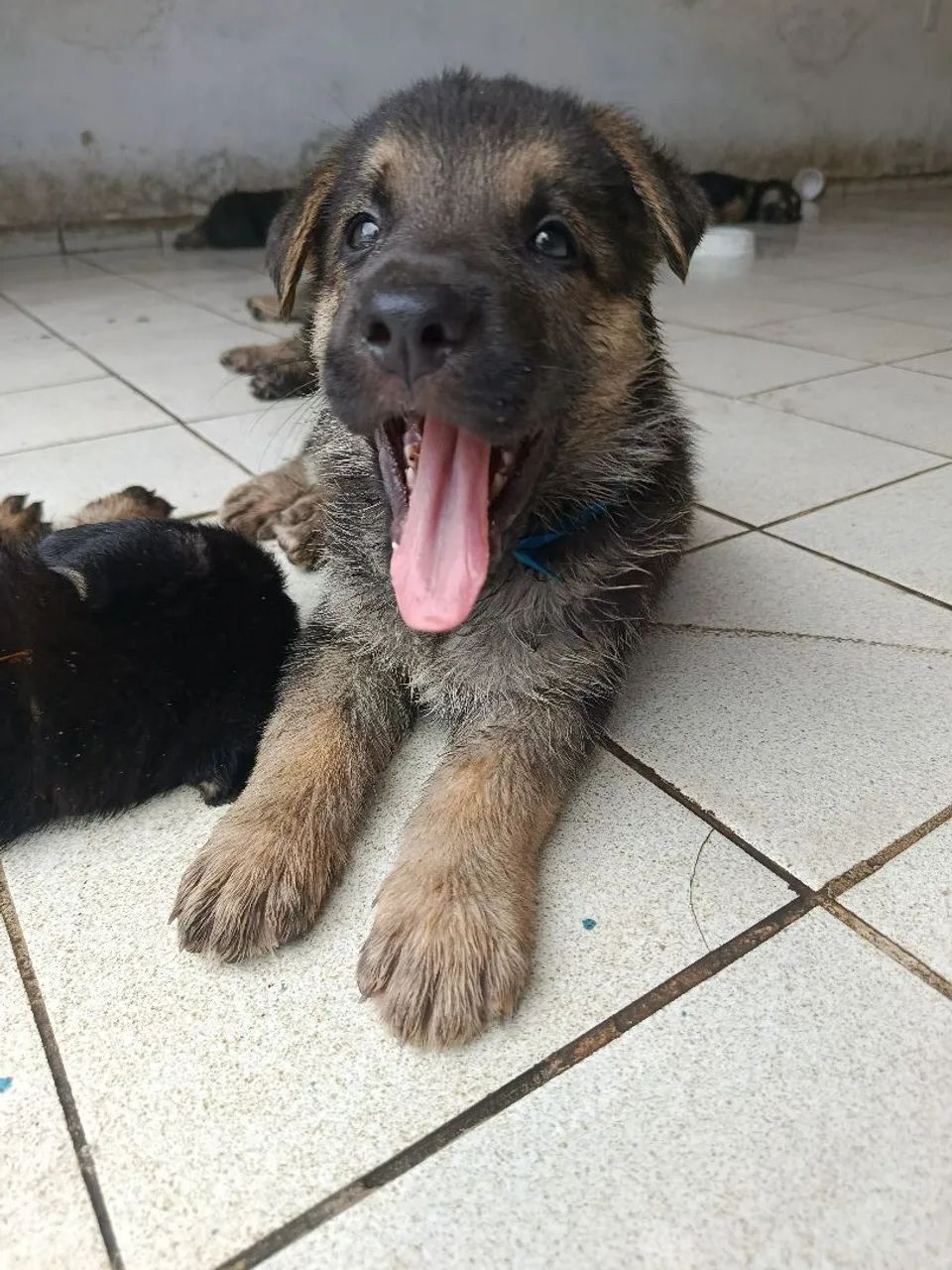Pastor Alemão Capa Preta - Foto 5